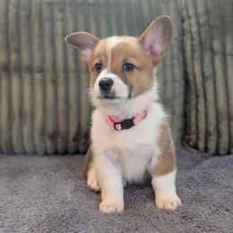 Girl 4 Miss Pink - White and red female Pembroke Welsh Corgi puppy in Milton, Florida from Milton Corgis ~ Azealia Acres