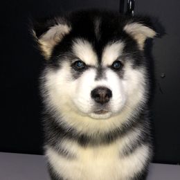 Siberian Huskies from Yakone Sesi