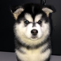 Siberian Huskies from Yakone Sesi