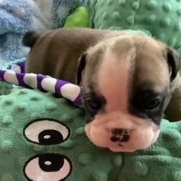 Girl 3 - Fawn female Bulldog puppy in Tierra Verde, Florida from Destiny Kennel