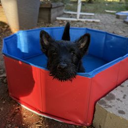 Blue boy - Black brindle male Scottish Terrier puppy in Worthington, Ohio from Capstone Scottish Terriers