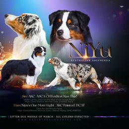 Ardbeg - Red merle male Australian Shepherd puppy in Grand Junction, Colorado from Niyu Aussies