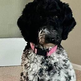 Goldendoodles from Heartland Doodles LLC