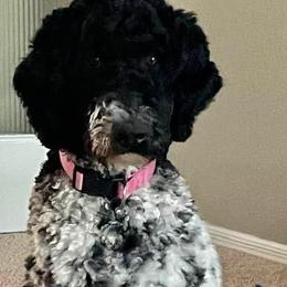 Goldendoodles from Heartland Doodles LLC