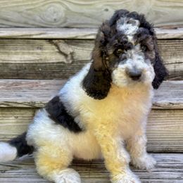 Diesel - Parti male Saint Berdoodle puppy in New Bern, North Carolina from Southern Doodles of Eastern North Carolina