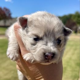 Tiny - Blue merle female Pomeranian puppy in Hernando, Mississippi from The Pom Squad