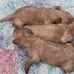 Goldendoodle Puppies from Southern Bred Pups