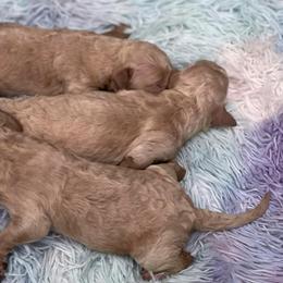 Goldendoodle Puppies from Southern Bred Pups