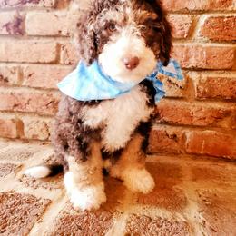 Bernedoodle Puppies from Speedwell Forge Doodles