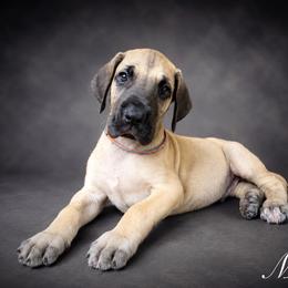Puppy 1 - Fawn male Great Dane puppy in Ocala, Florida from Oak Haven Great Danes