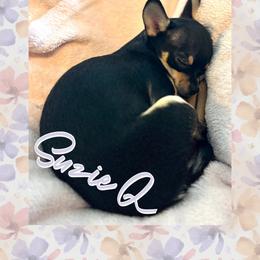 Suzie Q - Black and tan female Chihuahua puppy in South Charleston, Ohio from Fine Whines & Lickers