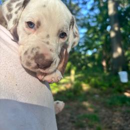 Periwinkle(LUA) - White and liver brown female Dalmatian puppy in Wilson, North Carolina from New Horizonz Dalmatians