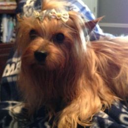 Yorkshire Terriers from Imagine