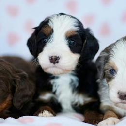 Bernedoodle, Bernese Mountain Dog, and Golden Retriever Puppies from Mercy Mountain Bernedoodles
