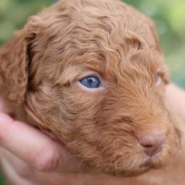 Ginny - female Golden Mountain Doodle puppy in Murray, Utah from Good Looking Dogs