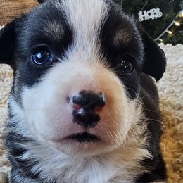 Akita, American Corgis, Cardigan Welsh Corgis, and Great Pyrenees from WeVolution Off-Grid