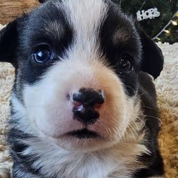 Akita, American Corgis, Cardigan Welsh Corgis, and Great Pyrenees from WeVolution Off-Grid