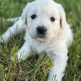 Girl 4 - Light golden female Golden Retriever puppy in Orland, California from Brownfield’s English Cream Golden Retrievers