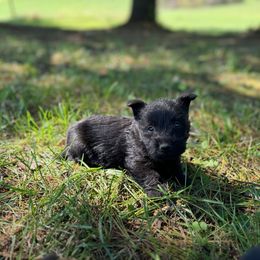 Scottish Terrier and Toy Australian Shepherd Puppies from Pecan Creek