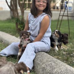 Toy Australian Shepherd Puppies from Carlsbad Toy Aussies