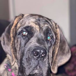 Mastiffs from 2A Mastifs