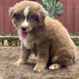 Evander - Red tri male Miniature Australian Shepherd puppy in Williamson County, Texas from Raising Star Ranch Toy and Mini Aussies