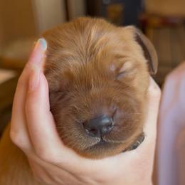 Red - Dark golden female Golden Retriever puppy in Smithfield, Utah from Golden Palms Puppies