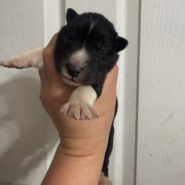 Victory - Black tan and white female Siberian Husky puppy in London, Ohio from Rose Trail Siberian’s