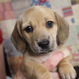 Boy 1 - Cream male Dachshund puppy in Laurel, Mississippi from Kissinger Dachshunds