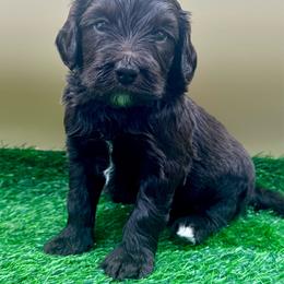 Rabbit - Chocolate male Goldendoodle puppy in Hendersonville, North Carolina from Kim's Cove