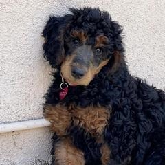 Goldendoodles and Poodles from Calipoodsanddoods
