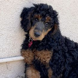 Goldendoodles and Poodles from Calipoodsanddoods