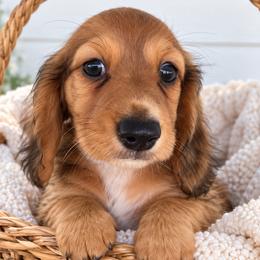 AKC Boy 1 (also known as Bob) - Chocolate and tan male Dachshund puppy in Bolivar Peninsula, Texas from A and G Dachsunds