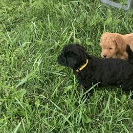 German Shorthaired Pointer and Labradoodle Puppies from Faddis Family Farms