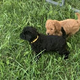 German Shorthaired Pointer and Labradoodle Puppies from Faddis Family Farms