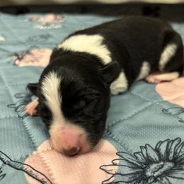 Border Collie and Golden Retriever Puppies from Sona Kennels