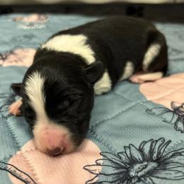 Border Collie and Golden Retriever Puppies from Sona Kennels
