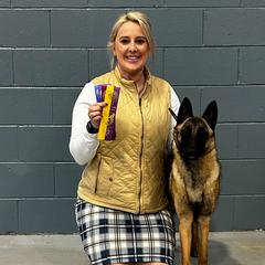 Belgian Malinois and Dachshunds from Paws Laws k9