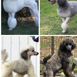 Poodles from Mozaic Standard Poodles