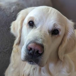 Allie - Golden Retriever