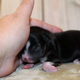 Miniature Australian Shepherd and Toy Australian Shepherd Puppies from Litton's Aussies