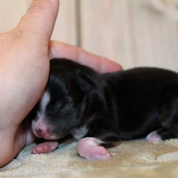 Miniature Australian Shepherd and Toy Australian Shepherd Puppies from Litton's Aussies