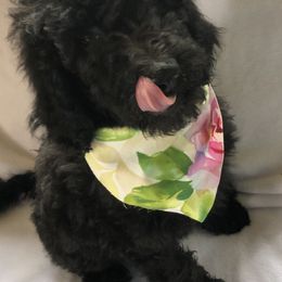 Goldendoodle and Poodle Puppies from Sugar Babies : The Gentle Doodles