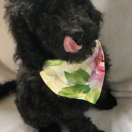 Goldendoodle and Poodle Puppies from Sugar Babies : The Gentle Doodles