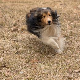 Ollie - Shetland Sheepdog