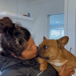 French Bulldog All Grown Up from Frenchies On The Hill, LLC