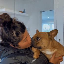 French Bulldog All Grown Up from Frenchies On The Hill, LLC