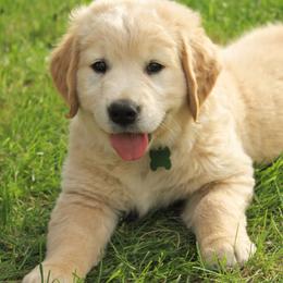 German Shepherd and Golden Retriever Puppies from Sweet Breeze Acres