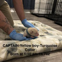 Labrador Retriever Puppies from Kansas Happy Tails