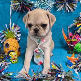Apricot Cream Boy - Cream male Pug puppy in Tulsa, Oklahoma from Locust Creek Pugs & Japanese Chin's
